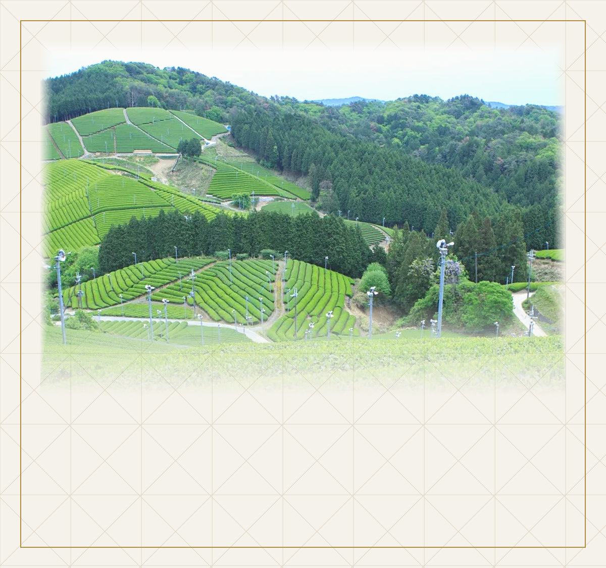 朝宮名茶 信樂朝宮茶園