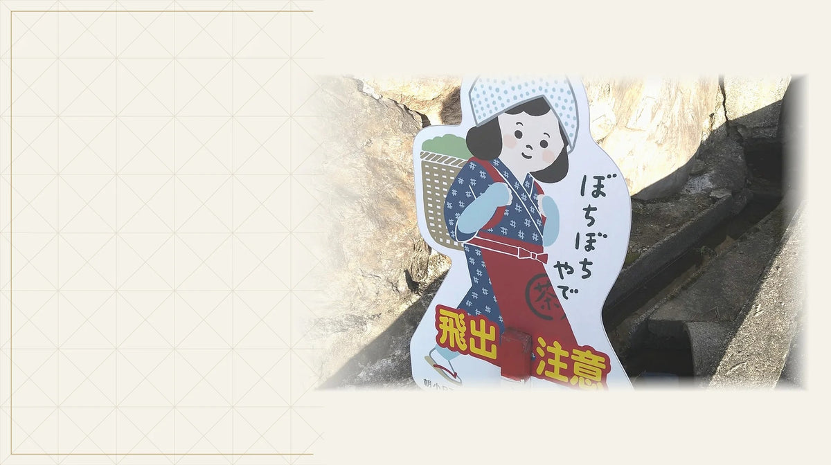 朝宮名茶